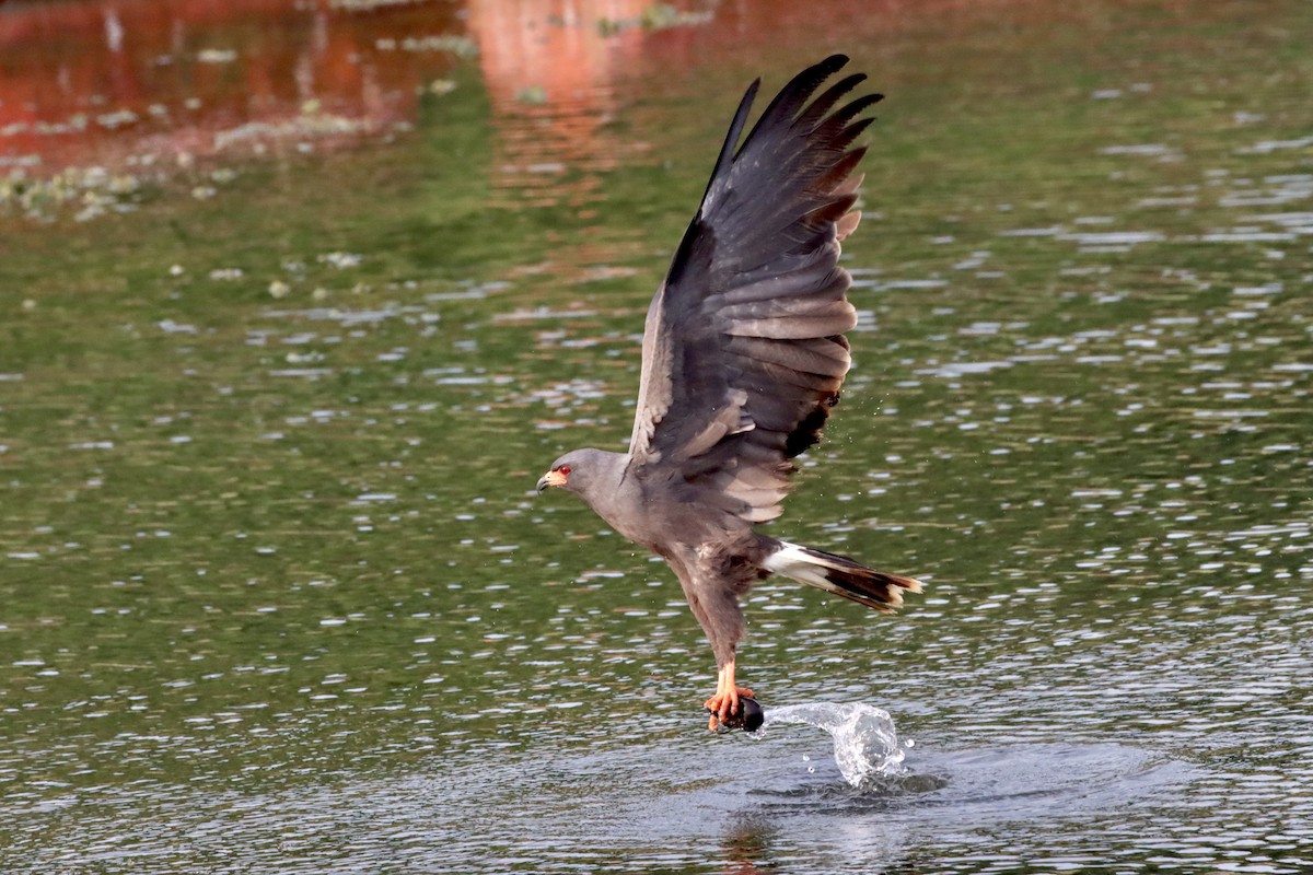 Snail Kite - ML618979469