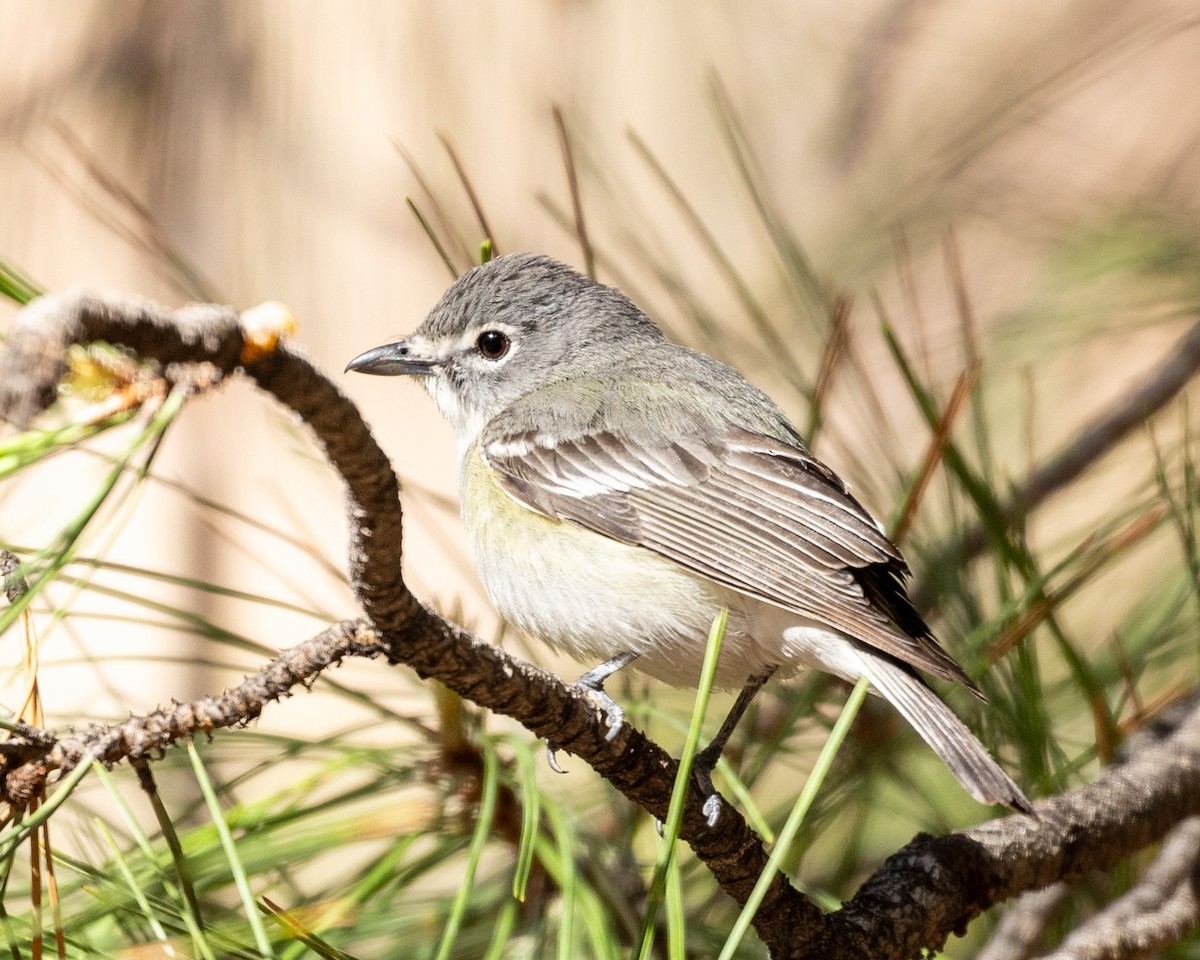 Cassin's Vireo - Philip Kline