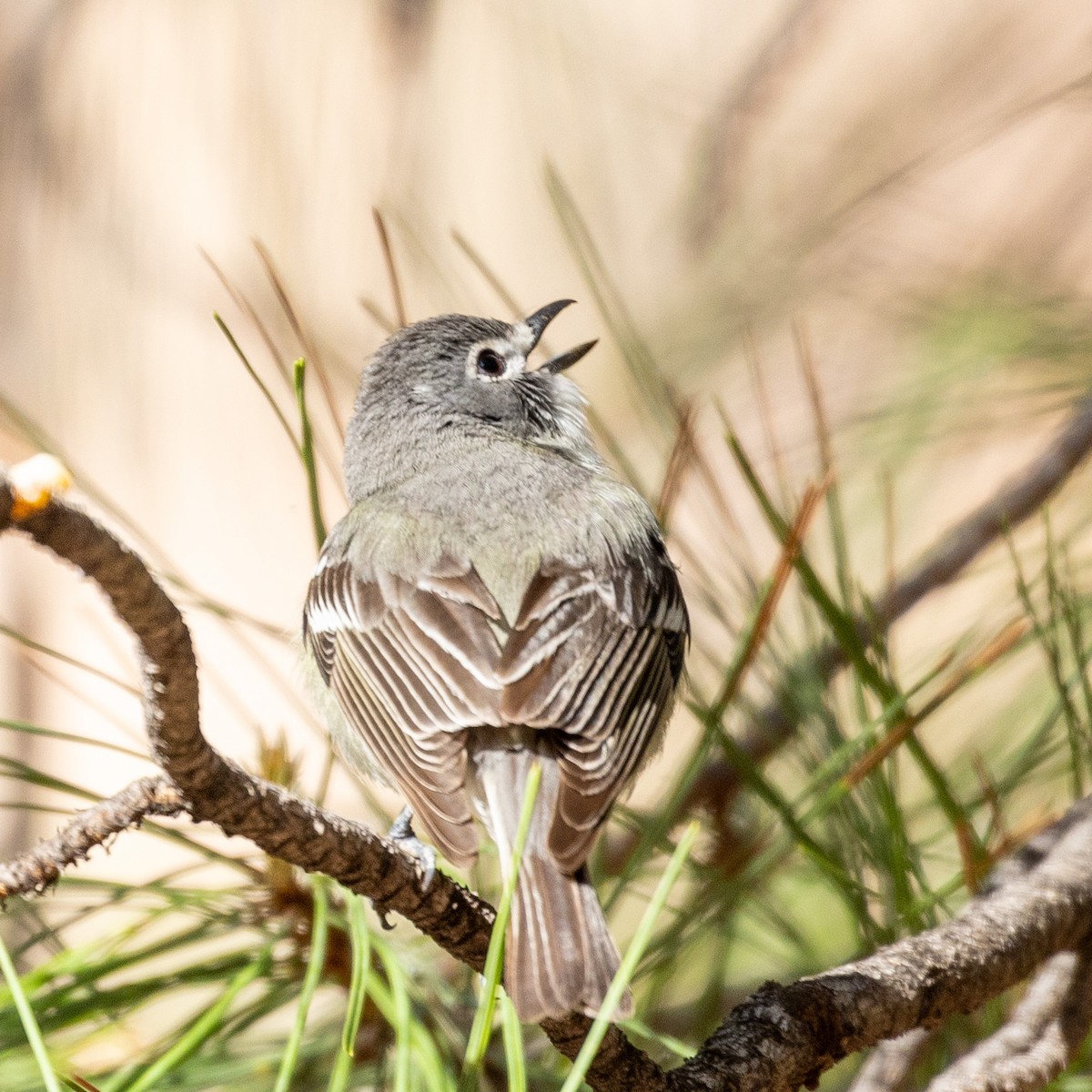 Cassin's Vireo - Philip Kline