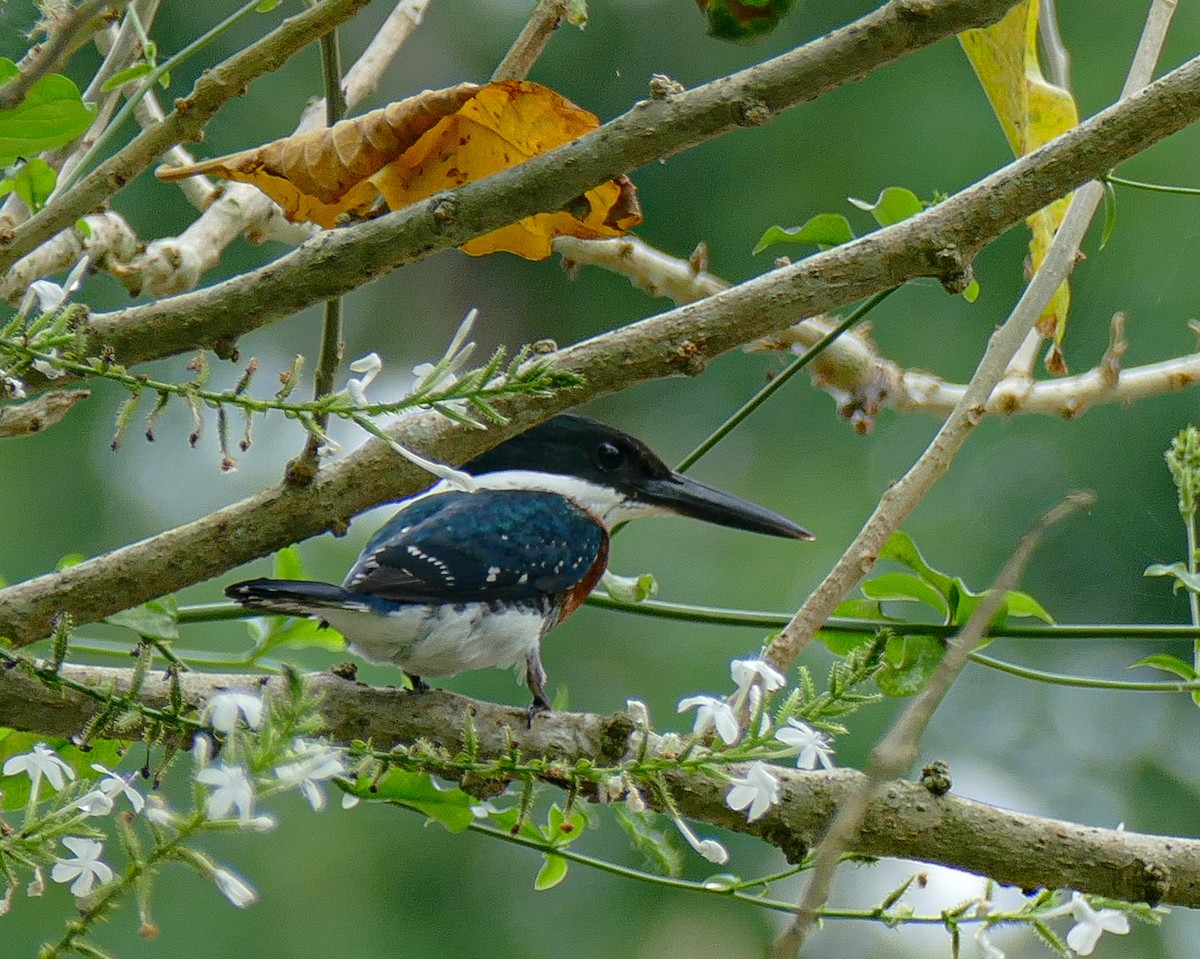 Green Kingfisher - ML618979506