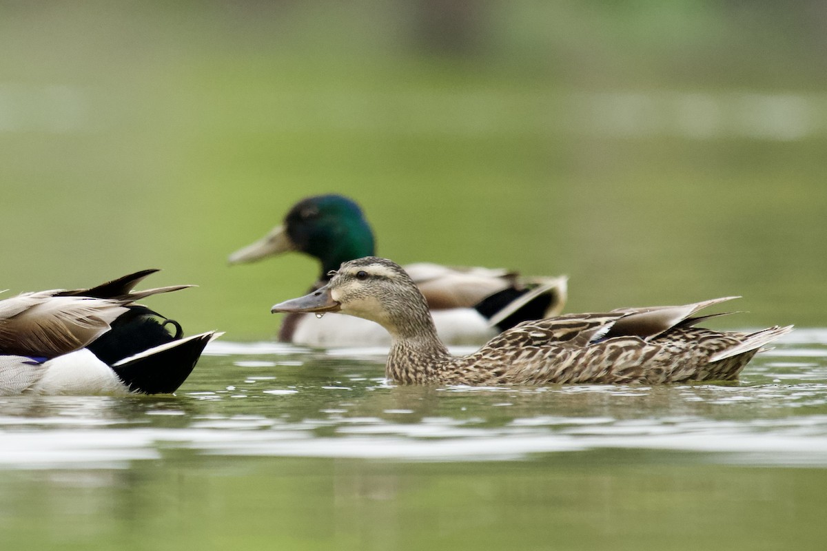 Canard colvert - ML618979515