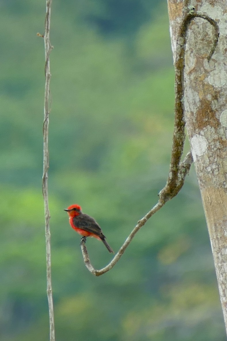 Vermilion Flycatcher - Isis Fienco