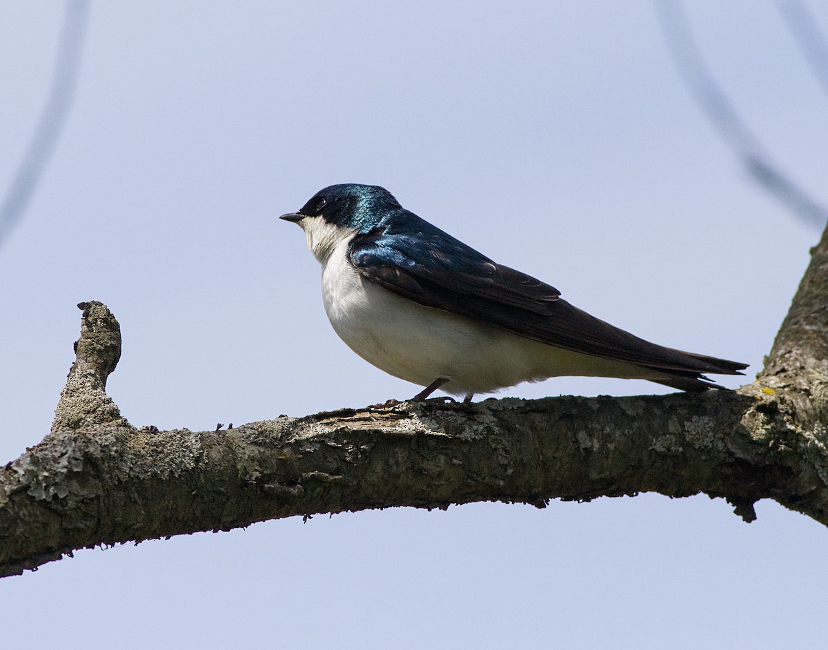 Tree Swallow - John Gluth