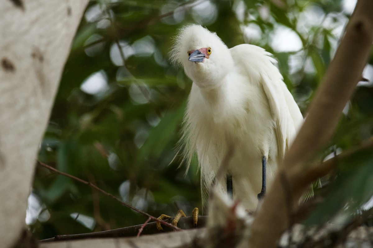 Snowy Egret - ML618979544