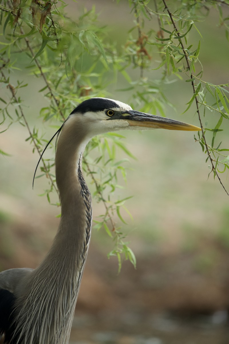 Great Blue Heron - Faith Barton