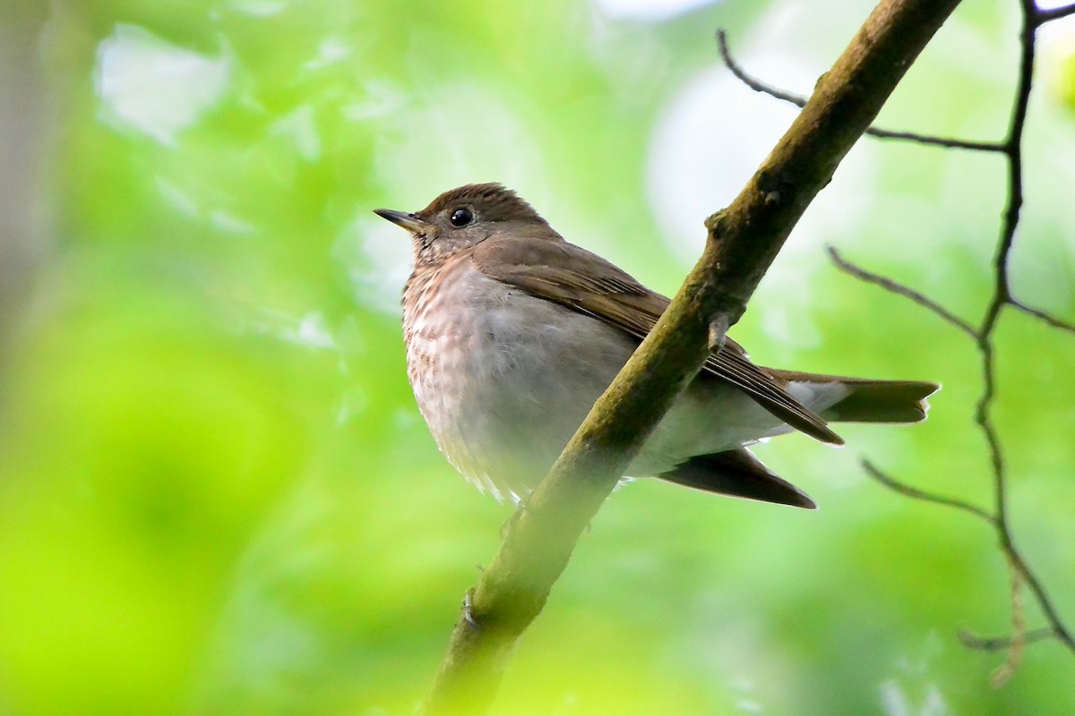 Gray-cheeked Thrush - Seth Honig