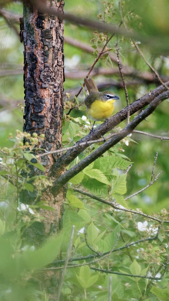 Yellow-breasted Chat - ML618979593