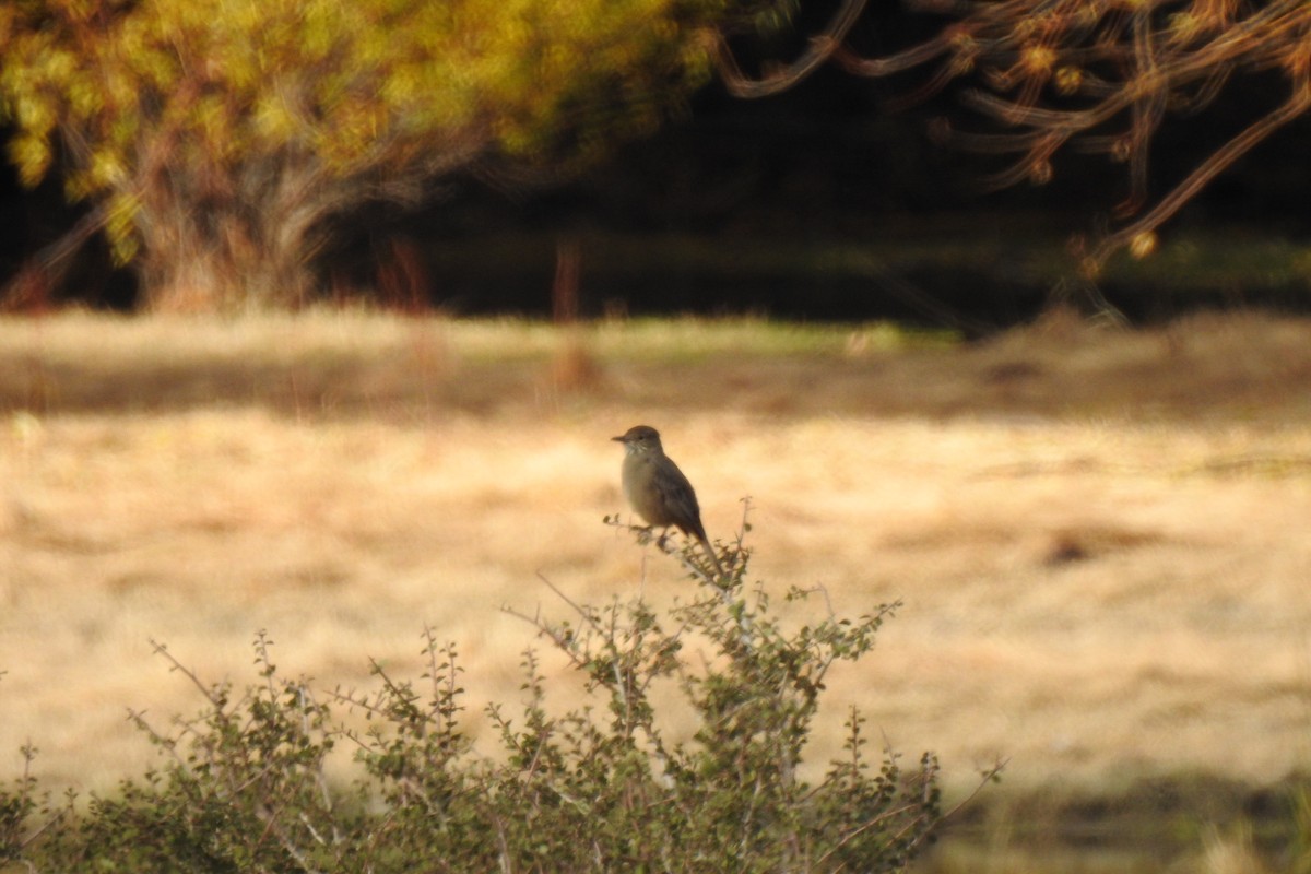 Great Shrike-Tyrant - Cristina Ríos