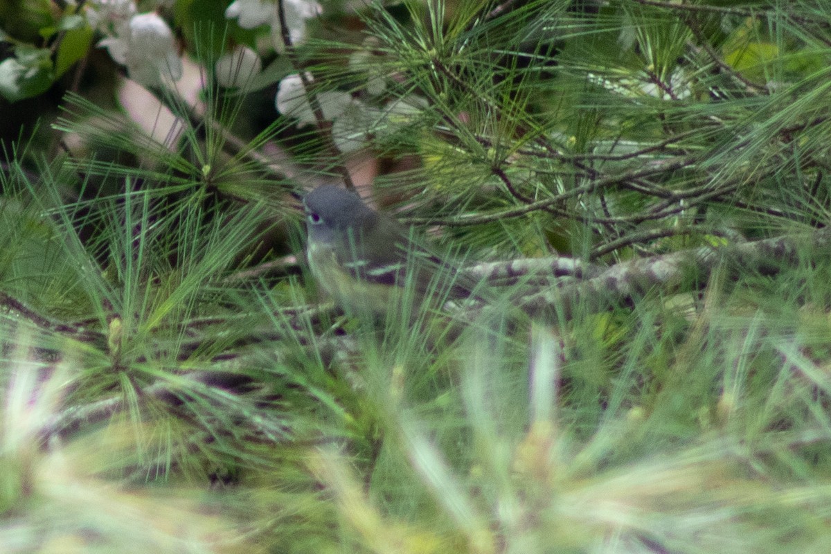 Vireo Solitario - ML618979621