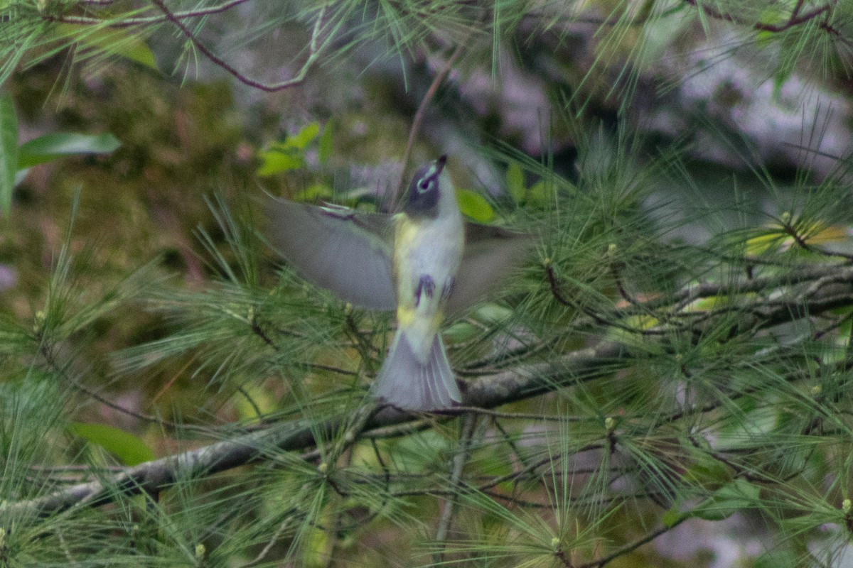 Vireo Solitario - ML618979622