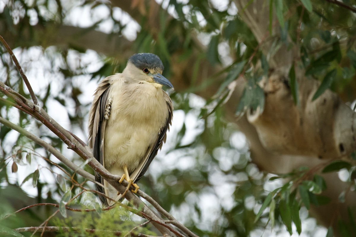 Black-crowned Night Heron - Faith Barton