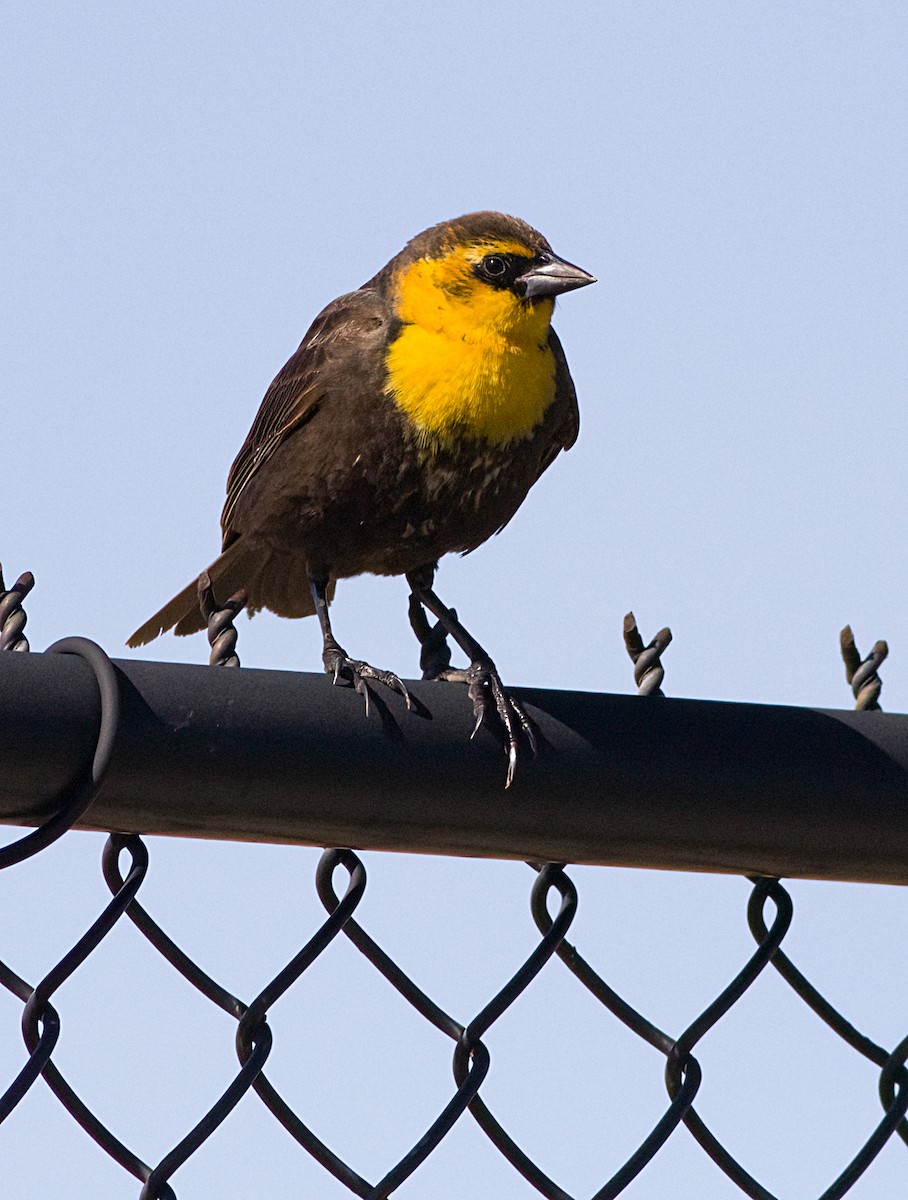 Yellow-headed Blackbird - John Gluth