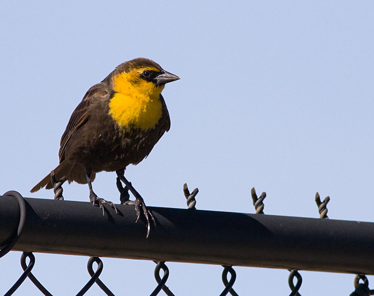 Yellow-headed Blackbird - John Gluth