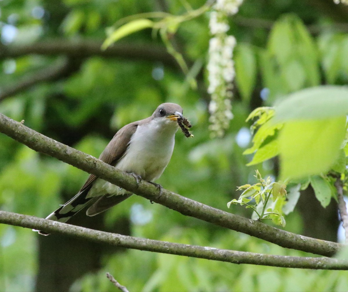 Yellow-billed Cuckoo - Joe Gyekis