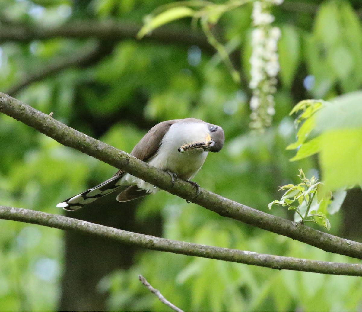 Yellow-billed Cuckoo - Joe Gyekis