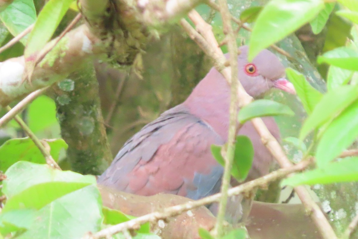 Red-billed Pigeon - stuart varney