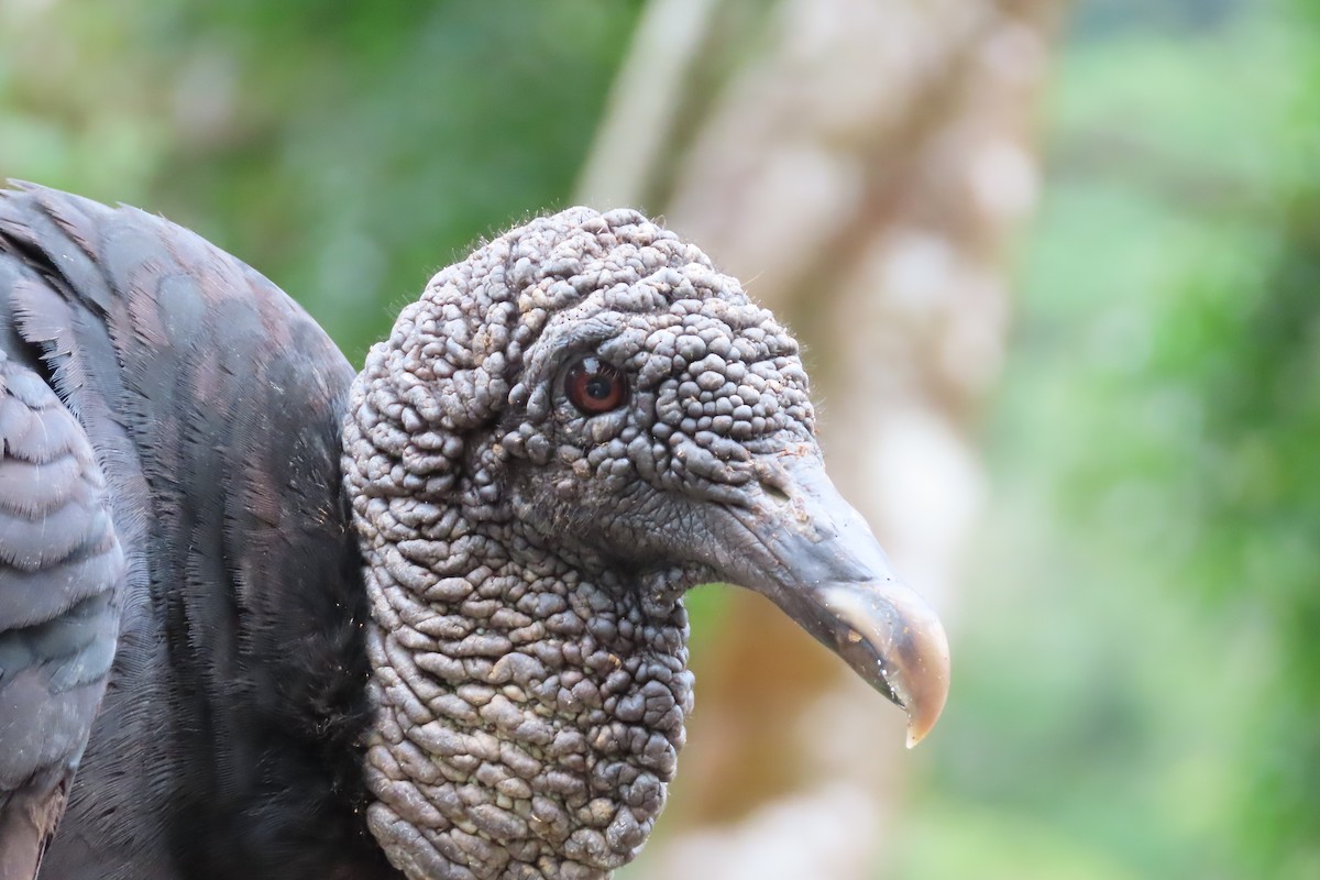 Black Vulture - stuart varney