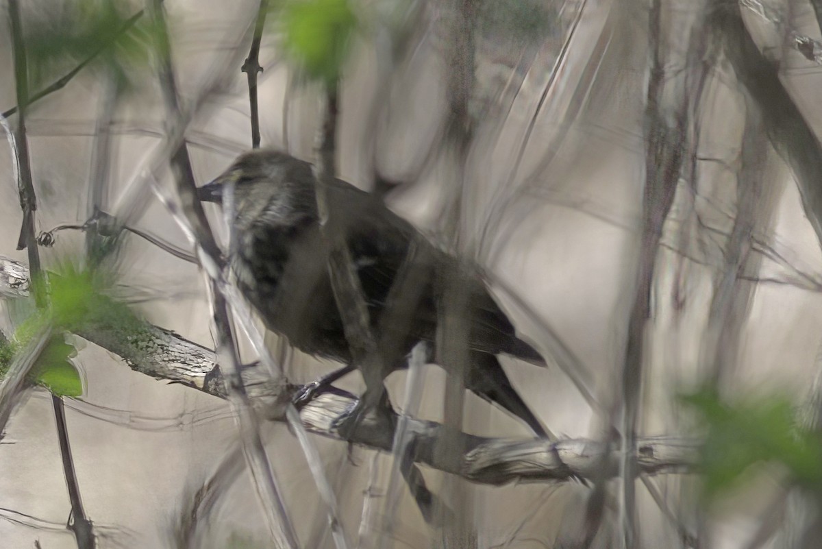 Red-winged Blackbird - Jim Tonkinson