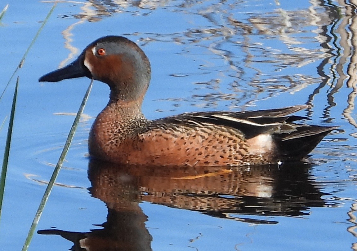 Blue-winged x Cinnamon Teal (hybrid) - ML618979717