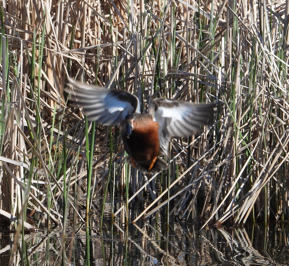 Blue-winged x Cinnamon Teal (hybrid) - ML618979718