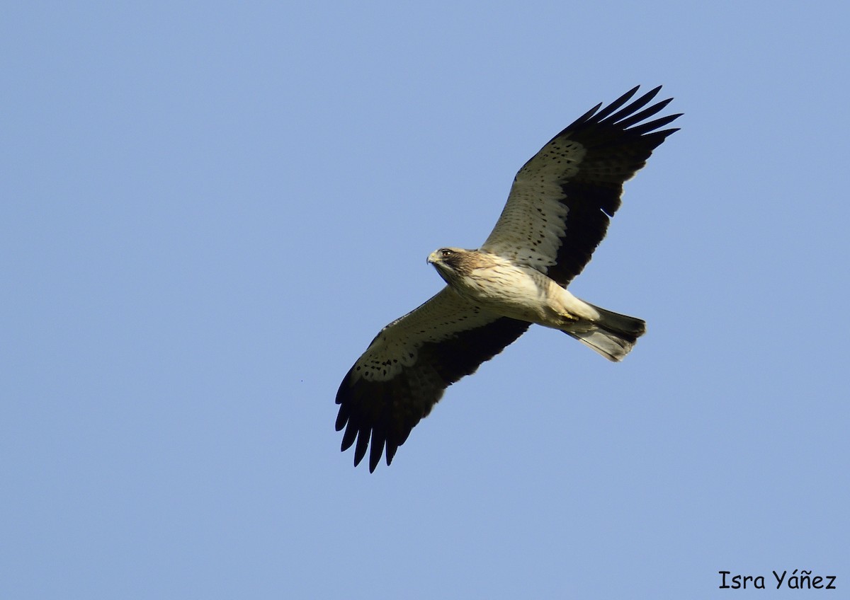 Booted Eagle - ML618979727