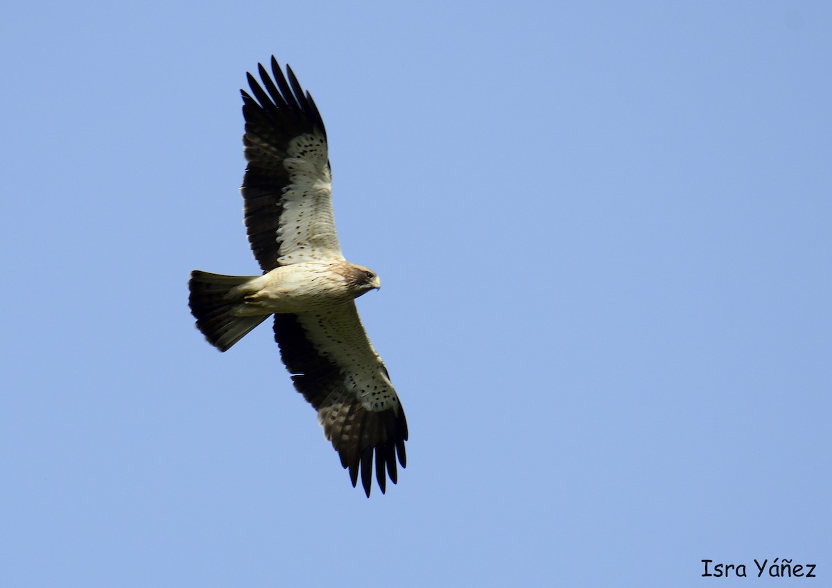 Booted Eagle - ML618979728