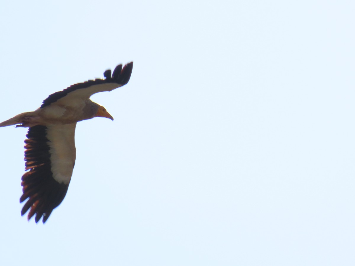 Egyptian Vulture - Sergio Calderon