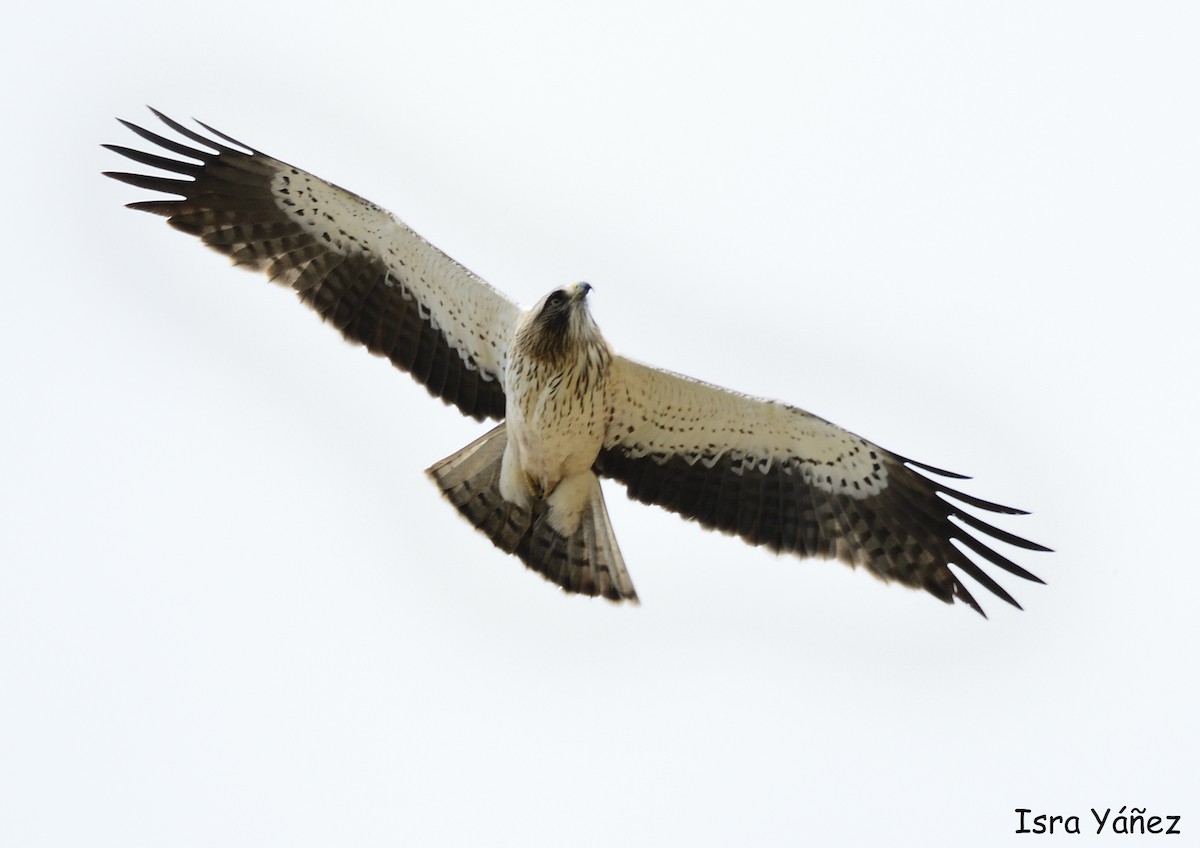 Booted Eagle - ML618979730