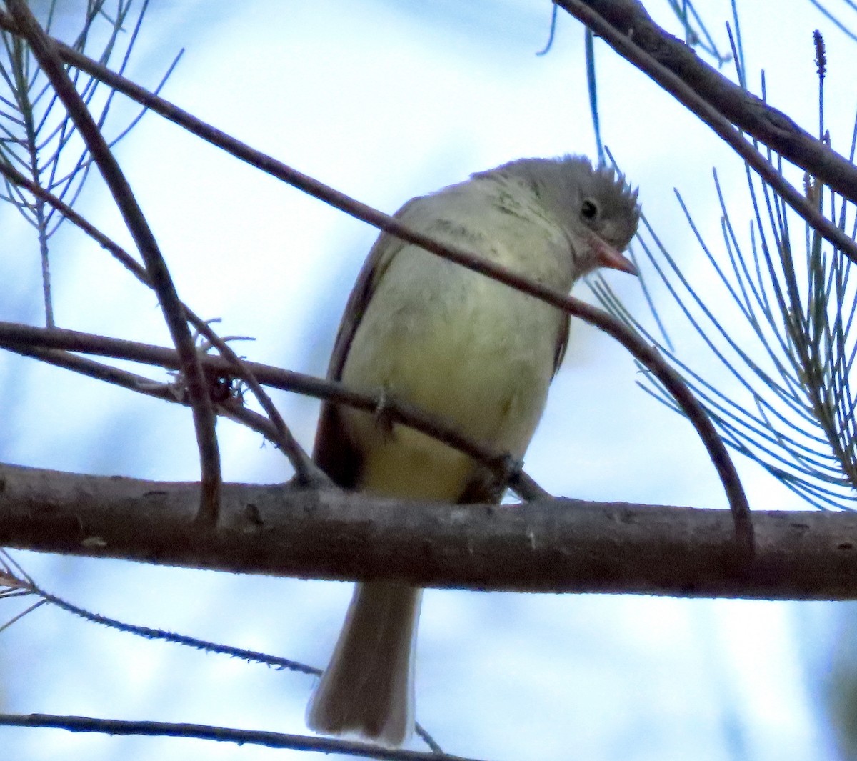 Northern Beardless-Tyrannulet - Roy Howard