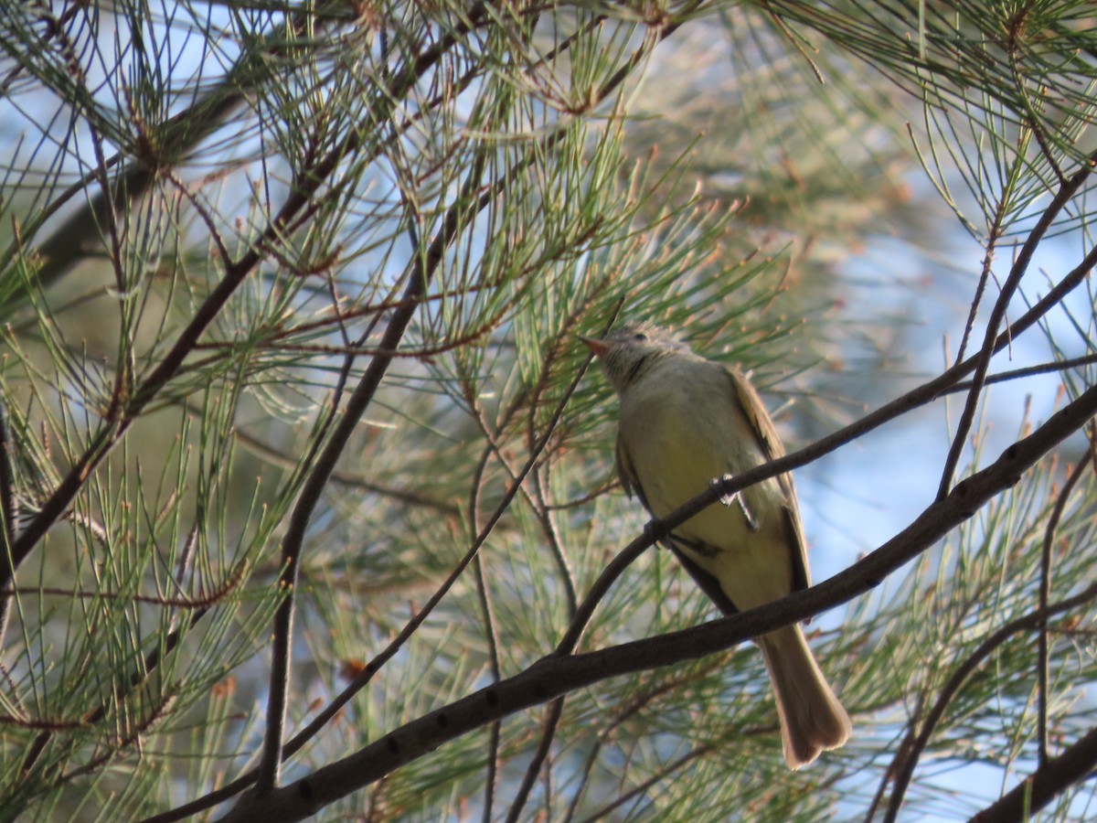 Northern Beardless-Tyrannulet - Roy Howard