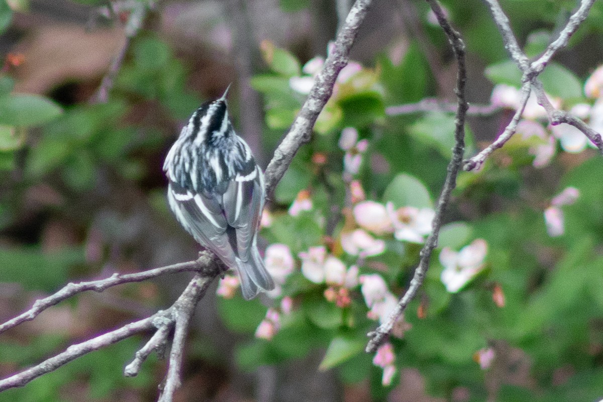 Paruline noir et blanc - ML618979739