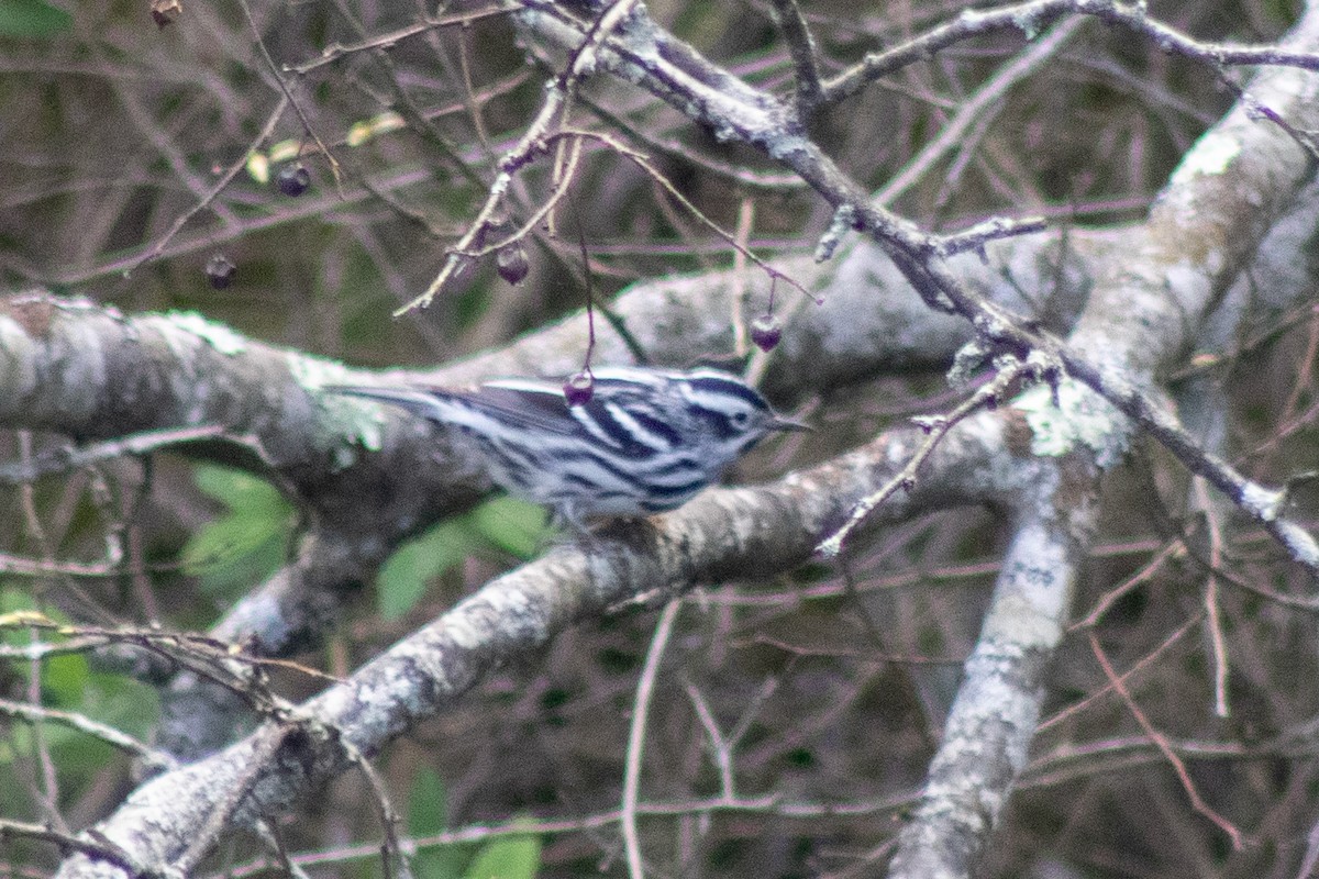 Black-and-white Warbler - ML618979740