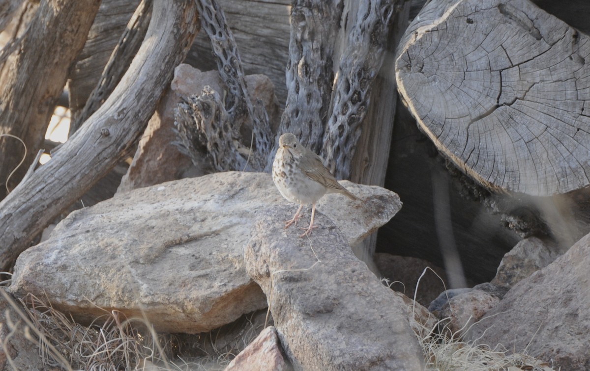 Hermit Thrush - ML618979747