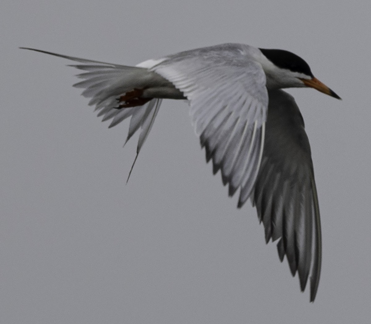 Forster's Tern - David Muth