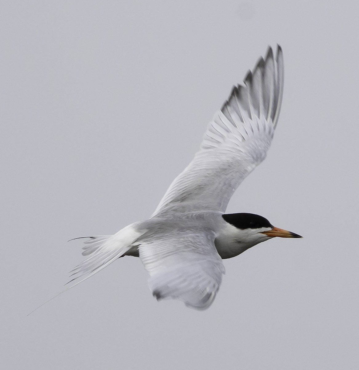 Forster's Tern - David Muth