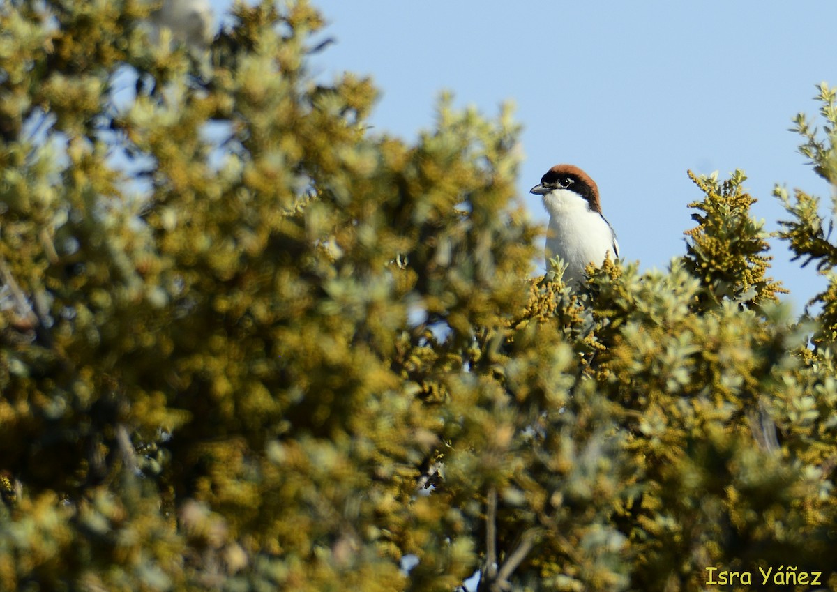 Woodchat Shrike - ML618979756