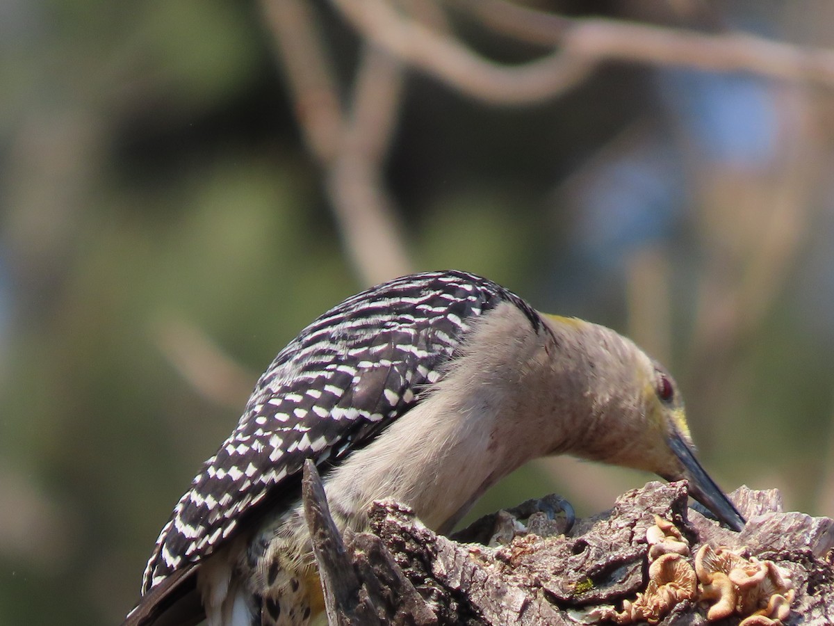 Golden-fronted Woodpecker - Roy Howard