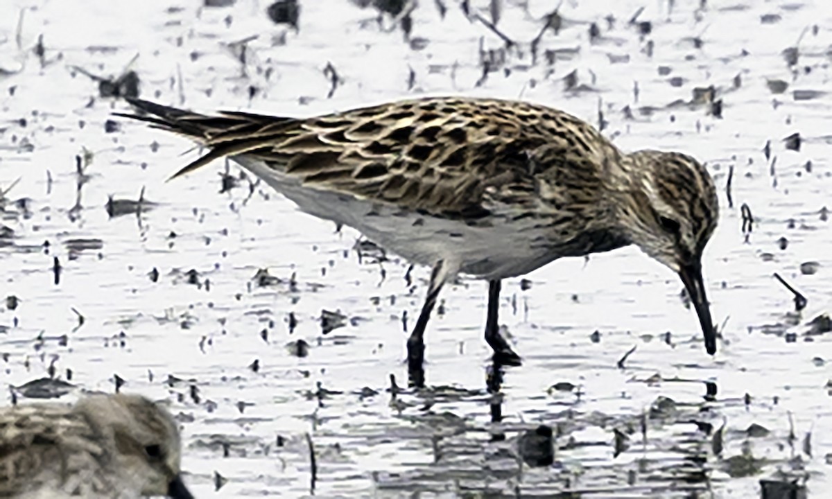 White-rumped Sandpiper - David Muth