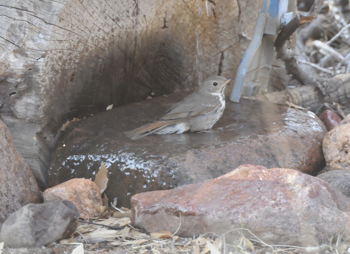 Hermit Thrush - ML618979776