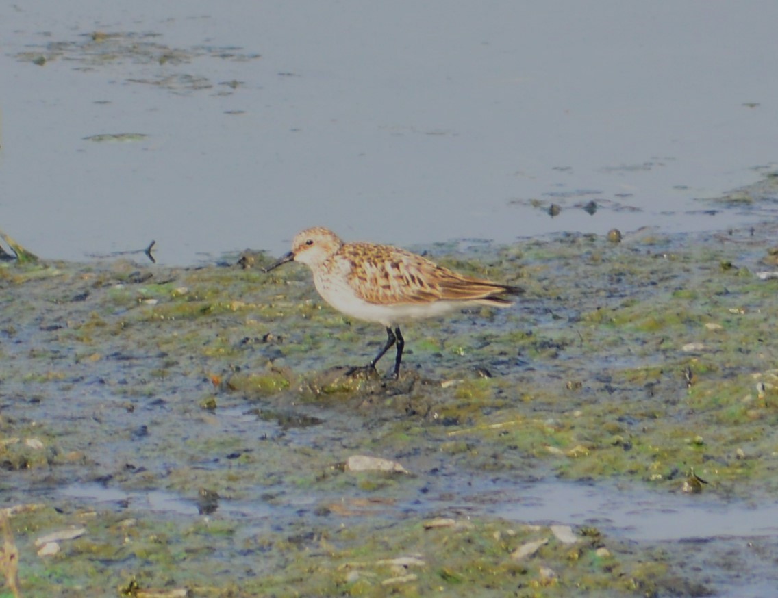 Baird's Sandpiper - ML618979777