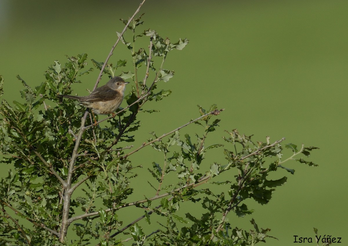 Western Subalpine Warbler - Isra Yáñez