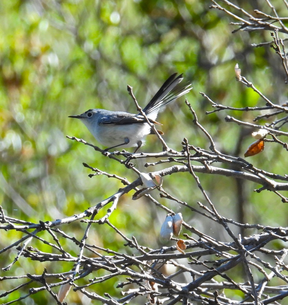 Blue-gray Gnatcatcher - Ellen Tipping