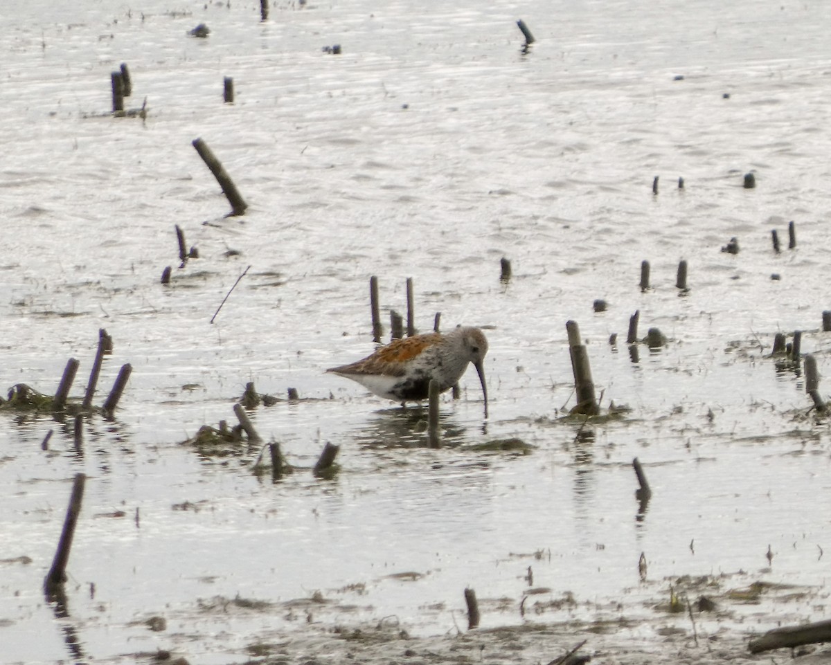 Dunlin - Kathy L. Mock