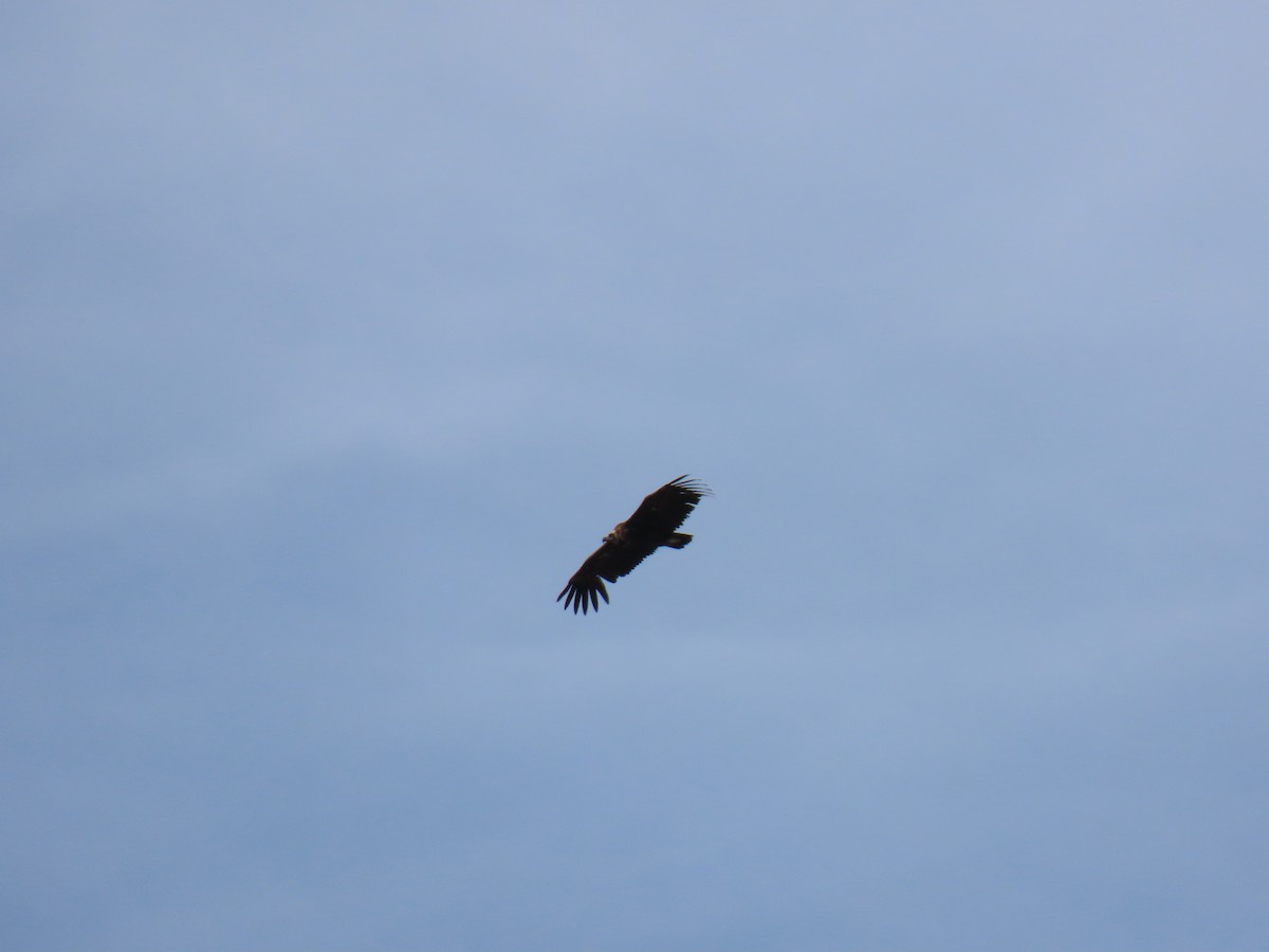 Cinereous Vulture - Sergio Calderon