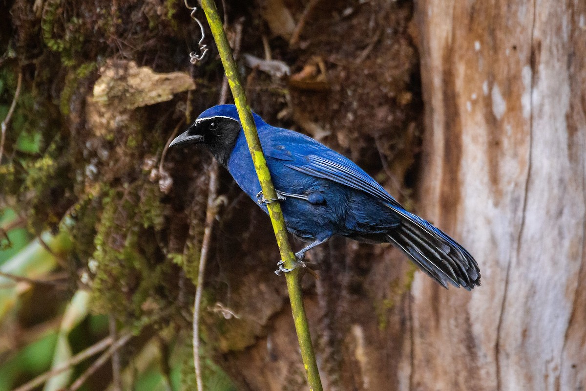 mayaskrike - ML618979858