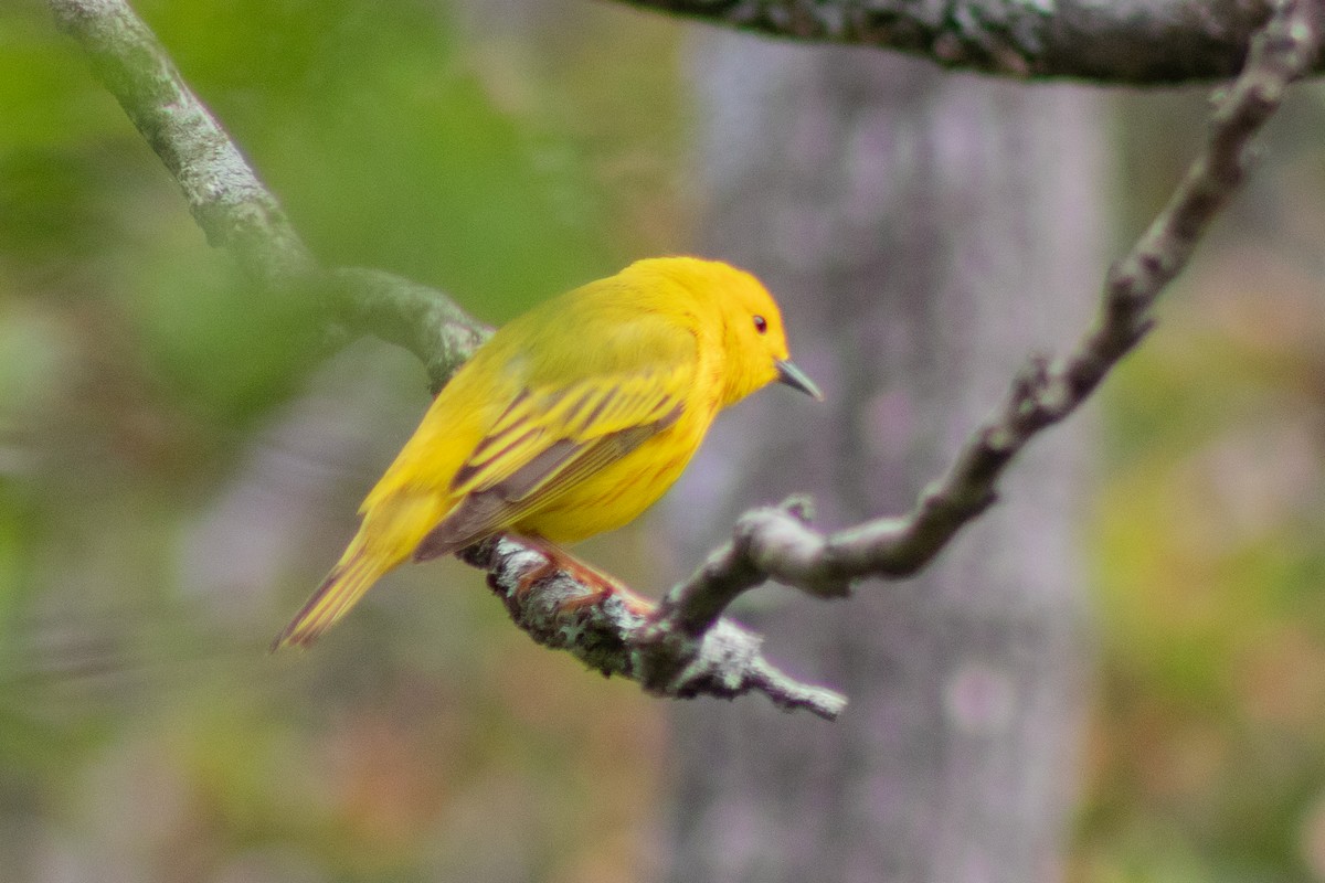 Yellow Warbler - ML618979863