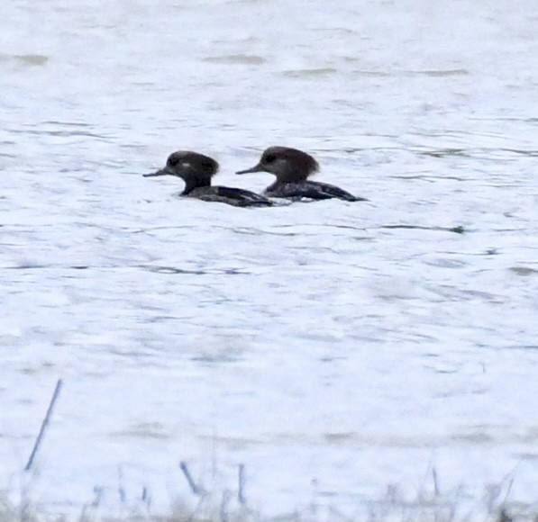 Hooded Merganser - ML618979866