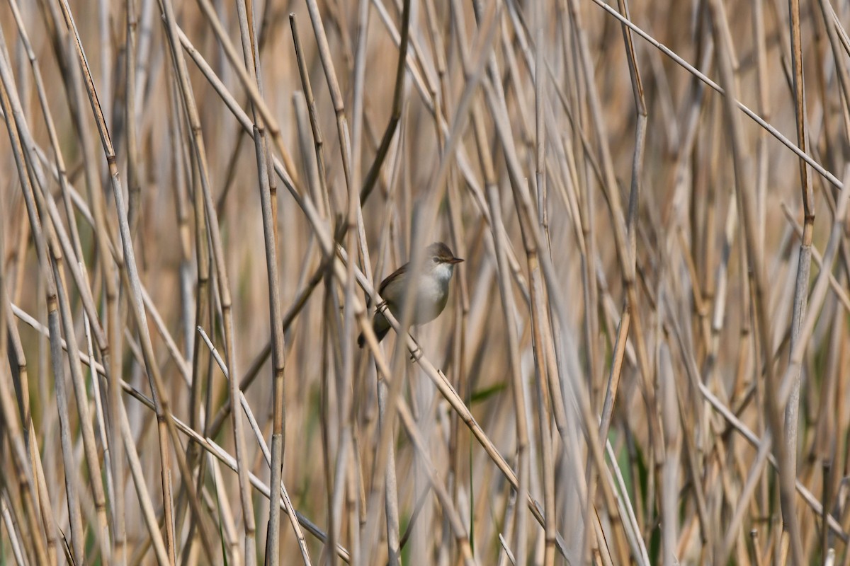 Common Reed Warbler - David Kelly