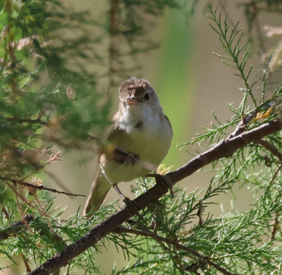 Common Reed Warbler - ML618979896