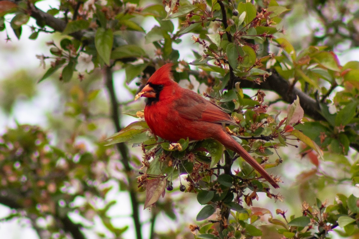 Cardinal rouge - ML618979904